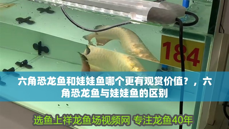 六角恐龍魚和娃娃魚哪個更有觀賞價值？，六角恐龍魚與娃娃魚的區別 六角恐龍魚和娃娃魚哪個更有觀賞價值？，六角恐龍魚與娃娃魚的區別 龍魚百科