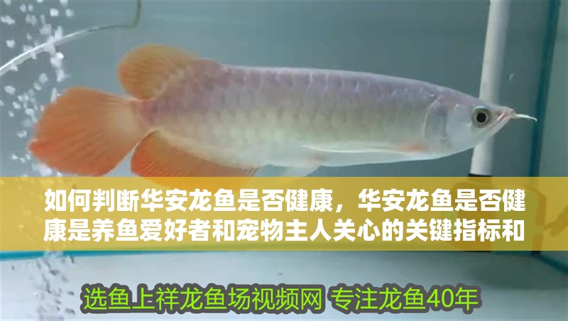 如何判斷華安龍魚是否健康，華安龍魚是否健康是養魚愛好者和寵物主人關心的關鍵指標和方法