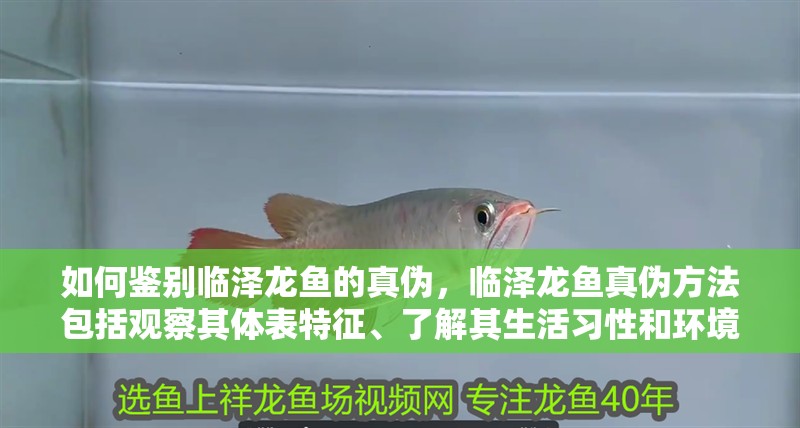 我的虎魚(yú)真菌感染了要怎么處理 如何鑒別臨澤龍魚(yú)的真?zhèn)危R澤龍魚(yú)真?zhèn)畏椒òㄓ^察其體表特征、了解其生活習(xí)性和環(huán)境需求 龍魚(yú)百科 如何鑒別臨澤龍魚(yú)的真?zhèn)危R澤龍魚(yú)真?zhèn)畏椒òㄓ^察其體表特征、了解其生活習(xí)性和環(huán)境需求 如何鑒別臨澤龍魚(yú)的真?zhèn)危R澤龍魚(yú)真?zhèn)畏椒òㄓ^察其體表特征、了解其生活習(xí)性和環(huán)境需求 龍魚(yú)百科