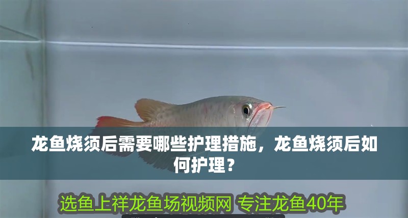 龍魚燒須后需要哪些護理措施，龍魚燒須后如何護理？