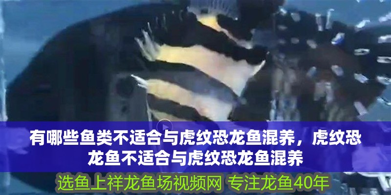 有哪些魚(yú)類(lèi)不適合與虎紋恐龍魚(yú)混養(yǎng)，虎紋恐龍魚(yú)不適合與虎紋恐龍魚(yú)混養(yǎng)