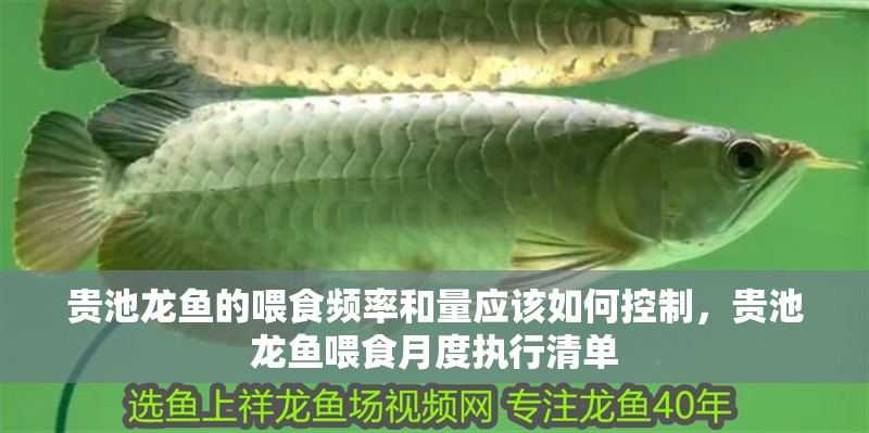 貴池龍魚的喂食頻率和量應該如何控制，貴池龍魚喂食月度執(zhí)行清單 貴池龍魚的喂食頻率和量應該如何控制，貴池龍魚喂食月度執(zhí)行清單 龍魚百科