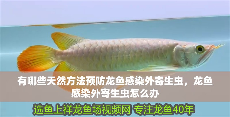 有哪些天然方法預防龍魚感染外寄生蟲，龍魚感染外寄生蟲怎么辦 有哪些天然方法預防龍魚感染外寄生蟲，龍魚感染外寄生蟲怎么辦 龍魚百科