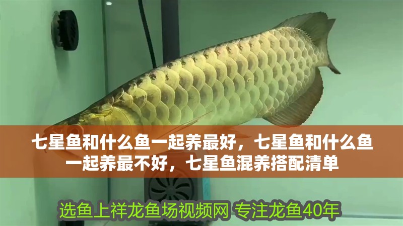 七星魚和什么魚一起養(yǎng)最好，七星魚和什么魚一起養(yǎng)最不好，七星魚混養(yǎng)搭配清單