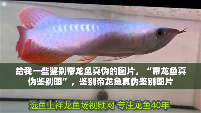 給我一些鑒別帝龍魚真偽的圖片，“帝龍魚真偽鑒別圖”，鑒別帝龍魚真偽鑒別圖片