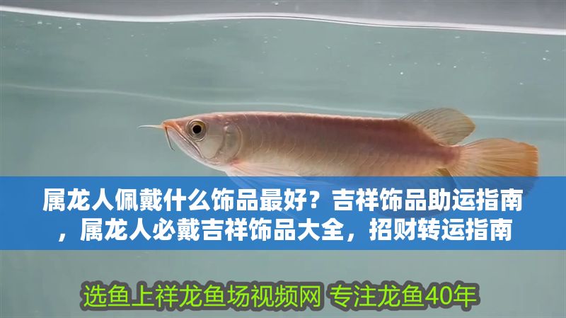 屬龍人佩戴什么飾品最好？吉祥飾品助運(yùn)指南，屬龍人必戴吉祥飾品大全，招財(cái)轉(zhuǎn)運(yùn)指南 屬龍人佩戴什么飾品最好？吉祥飾品助運(yùn)指南，屬龍人必戴吉祥飾品大全，招財(cái)轉(zhuǎn)運(yùn)指南 龍魚百科 第1張