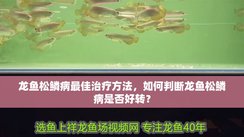 龍魚松鱗病最佳治療方法，如何判斷龍魚松鱗病是否好轉？
