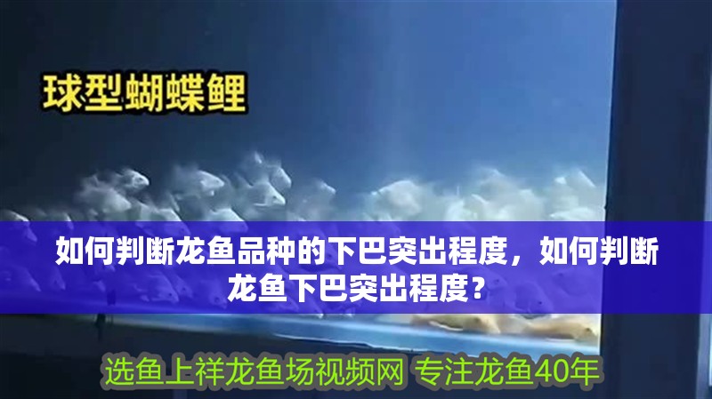 如何判斷龍魚品種的下巴突出程度，如何判斷龍魚下巴突出程度？