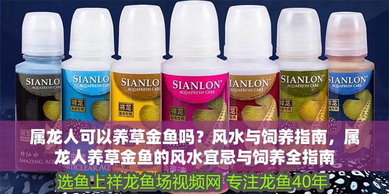 屬龍人可以養草金魚嗎？風水與飼養指南，屬龍人養草金魚的風水宜忌與飼養全指南
