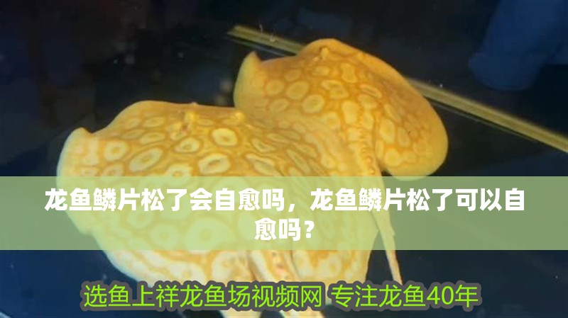 龍魚鱗片松了會自愈嗎，龍魚鱗片松了可以自愈嗎？