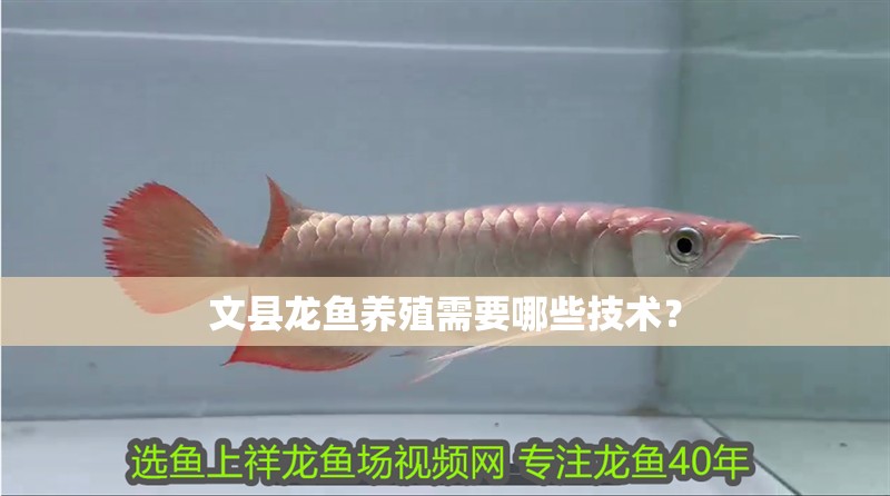 文縣龍魚養(yǎng)殖需要哪些技術(shù)？