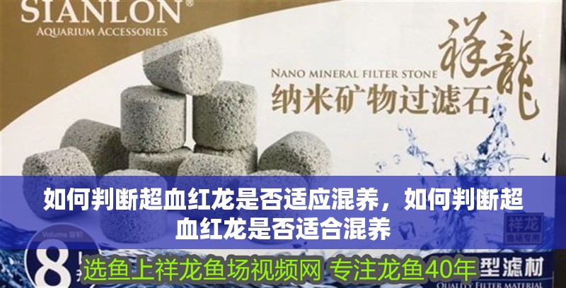 如何判斷超血紅龍是否適應混養，如何判斷超血紅龍是否適合混養 如何判斷超血紅龍是否適應混養，如何判斷超血紅龍是否適合混養 龍魚百科