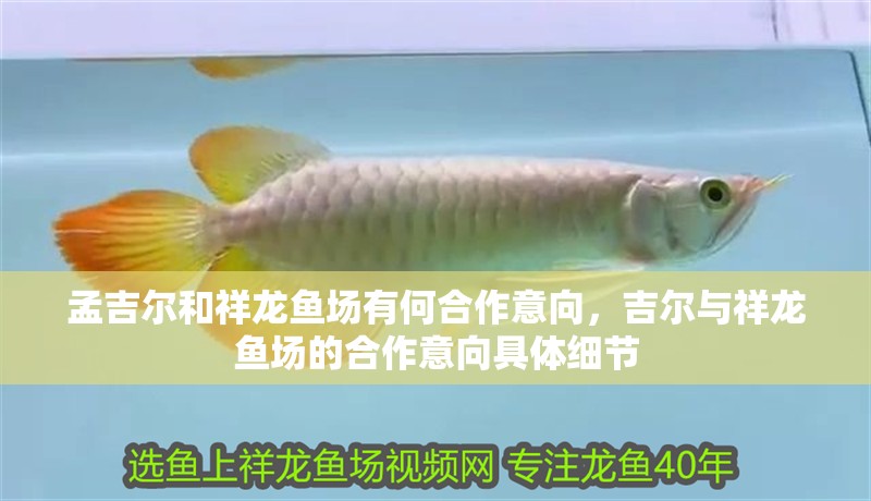 孟吉爾和祥龍魚場有何合作意向，吉爾與祥龍魚場的合作意向具體細節