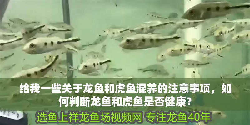印尼虎魚多少溫度飼養最好:印尼虎魚多少溫度飼養最好印尼虎魚多少溫度飼養最好 給我一些關于龍魚和虎魚混養的注意事項,如何判斷龍魚和虎魚是否健康? 龍魚百科 給我一些關于龍魚和虎魚混養的注意事項,如何判斷龍魚和虎魚是否健康? 給我一些關于龍魚和虎魚混養的注意事項,如何判斷龍魚和虎魚是否健康? 龍魚百科