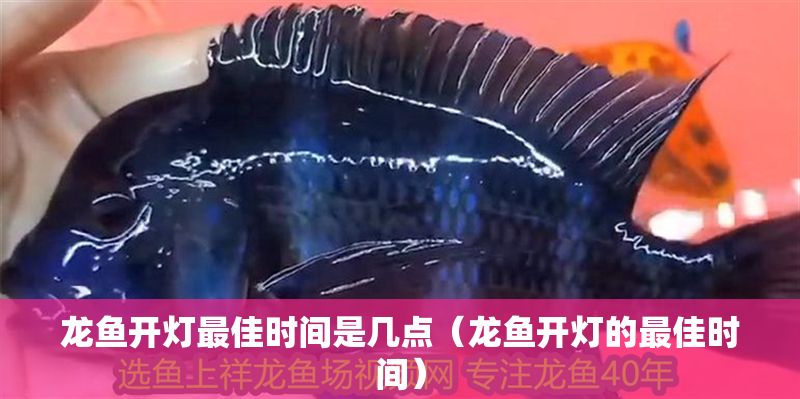 龍魚開燈最佳時間是幾點（龍魚開燈的最佳時間）