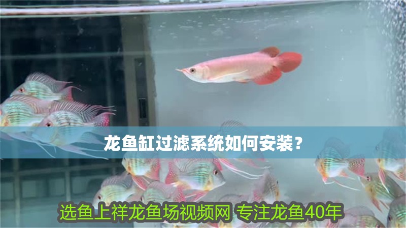 龍魚缸過濾系統如何安裝？