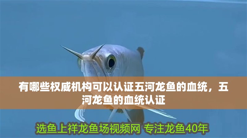 有哪些權威機構可以認證五河龍魚的血統，五河龍魚的血統認證