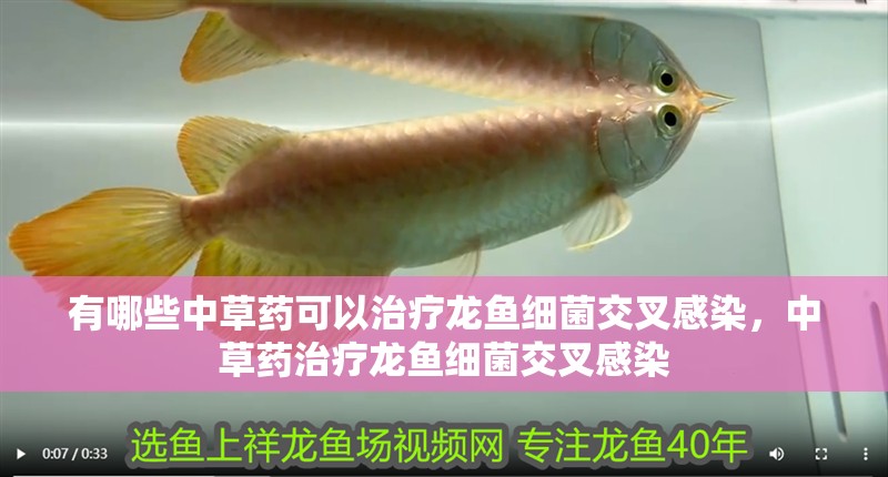 有哪些中草藥可以治療龍魚細菌交叉感染，中草藥治療龍魚細菌交叉感染