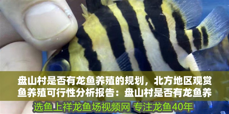 盤山村是否有龍魚養殖的規劃，北方地區觀賞魚養殖可行性分析報告：盤山村是否有龍魚養殖的規劃