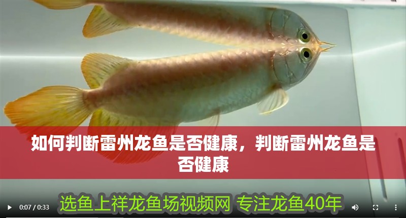 如何判斷雷州龍魚是否健康，判斷雷州龍魚是否健康