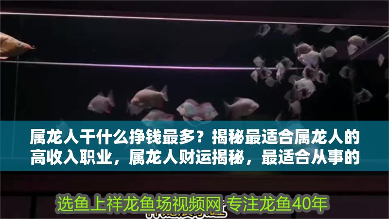 屬龍人干什么掙錢最多？揭秘最適合屬龍人的高收入職業，屬龍人財運揭秘，最適合從事的5大高收入職業 屬龍人干什么掙錢最多？揭秘最適合屬龍人的高收入職業，屬龍人財運揭秘，最適合從事的5大高收入職業 龍魚百科 第1張
