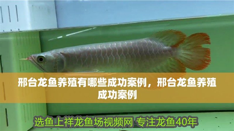 我的虎魚真菌感染了要怎么處理 邢臺龍魚養殖有哪些成功案例,邢臺龍魚養殖成功案例 龍魚百科 邢臺龍魚養殖有哪些成功案例,邢臺龍魚養殖成功案例 邢臺龍魚養殖有哪些成功案例,邢臺龍魚養殖成功案例 龍魚百科