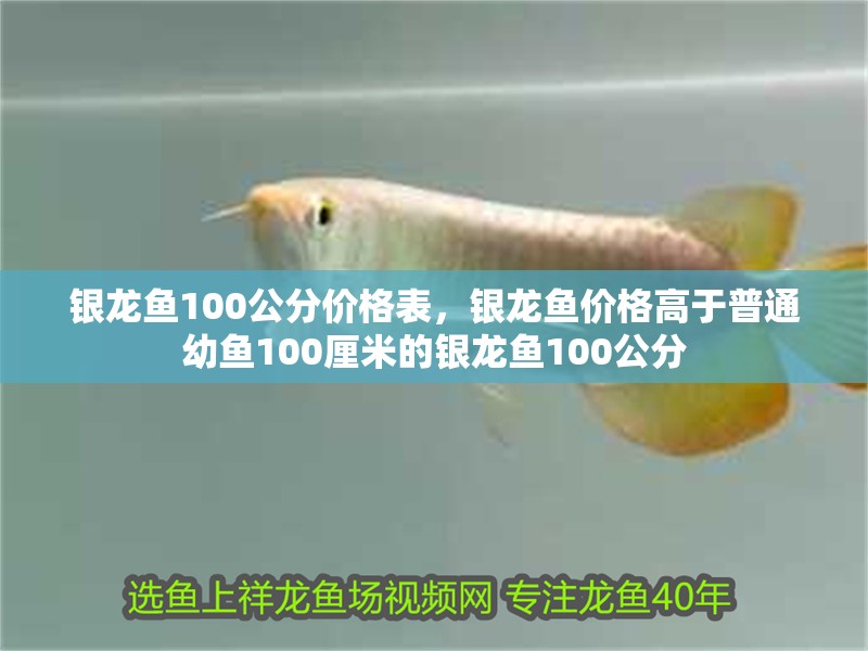 虎魚天天黑來點(diǎn)赤瞳黃金 銀龍魚100公分價(jià)格表,銀龍魚價(jià)格高于普通幼魚100厘米的銀龍魚100公分 龍魚百科 銀龍魚100公分價(jià)格表,銀龍魚價(jià)格高于普通幼魚100厘米的銀龍魚100公分 銀龍魚100公分價(jià)格表,銀龍魚價(jià)格高于普通幼魚100厘米的銀龍魚100公分 龍魚百科