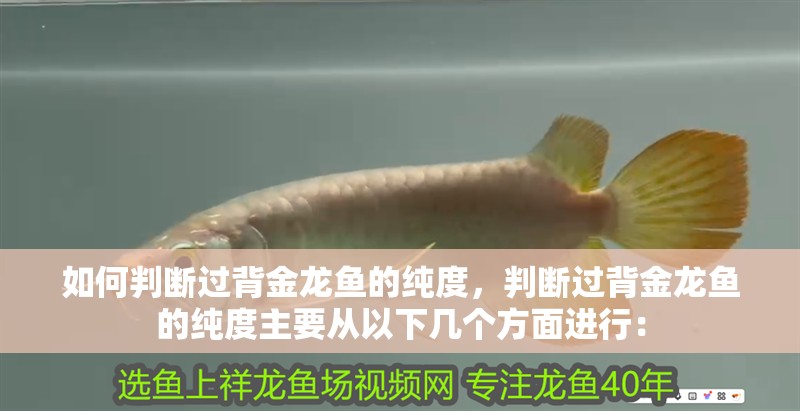 如何判斷過背金龍魚的純度，判斷過背金龍魚的純度主要從以下幾個(gè)方面進(jìn)行： 如何判斷過背金龍魚的純度，判斷過背金龍魚的純度主要從以下幾個(gè)方面進(jìn)行： 龍魚百科