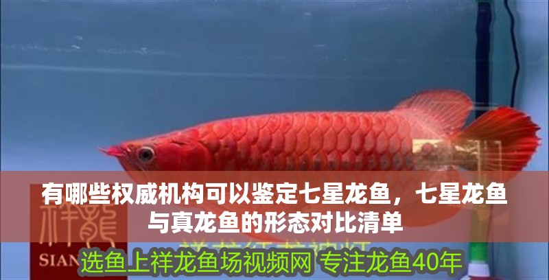 有哪些權威機構可以鑒定七星龍魚，七星龍魚與真龍魚的形態對比清單