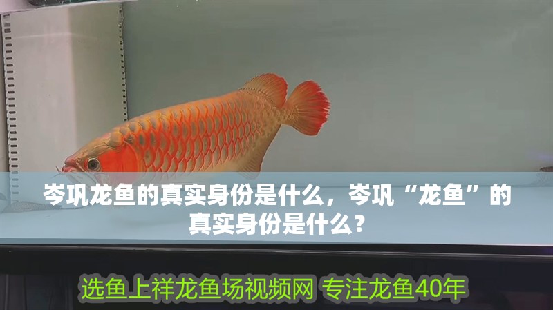 岑鞏龍魚的真實身份是什么，岑鞏“龍魚”的真實身份是什么？