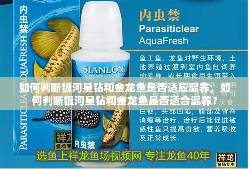 魚缸過濾器選購指南:自制魚缸過濾器魚缸上置過濾器對于養(yǎng)魚愛好者的必備知識 如何判斷銀河星鉆和金龍魚是否適應(yīng)混養(yǎng),如何判斷銀河星鉆和金龍魚是否適合混養(yǎng)? 龍魚百科 如何判斷銀河星鉆和金龍魚是否適應(yīng)混養(yǎng),如何判斷銀河星鉆和金龍魚是否適合混養(yǎng)? 如何判斷銀河星鉆和金龍魚是否適應(yīng)混養(yǎng),如何判斷銀河星鉆和金龍魚是否適合混養(yǎng)? 龍魚百科