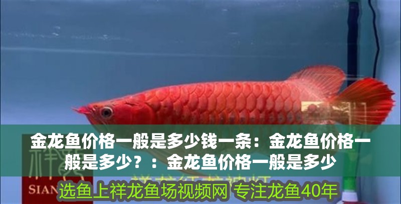 龍魚干蝦有營養嗎 金龍魚價格一般是多少錢一條:金龍魚價格一般是多少?:金龍魚價格一般是多少 水族問答 金龍魚價格一般是多少錢一條:金龍魚價格一般是多少?:金龍魚價格一般是多少 金龍魚價格一般是多少錢一條:金龍魚價格一般是多少?:金龍魚價格一般是多少 水族問答