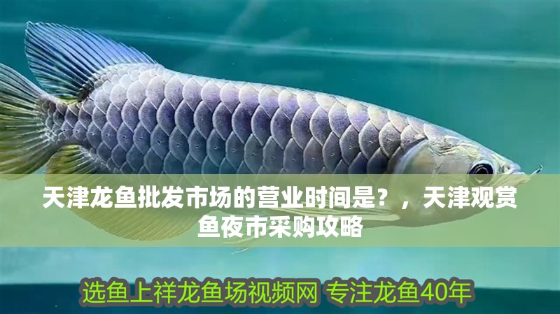 天津龍魚批發市場的營業時間是？，天津觀賞魚夜市采購攻略