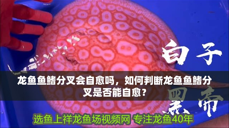 龍魚魚鰭分叉會(huì)自愈嗎，如何判斷龍魚魚鰭分叉是否能自愈？ 龍魚魚鰭分叉會(huì)自愈嗎，如何判斷龍魚魚鰭分叉是否能自愈？ 龍魚百科