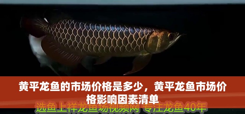 黃平龍魚的市場價格是多少，黃平龍魚市場價格影響因素清單 黃平龍魚的市場價格是多少，黃平龍魚市場價格影響因素清單 龍魚百科