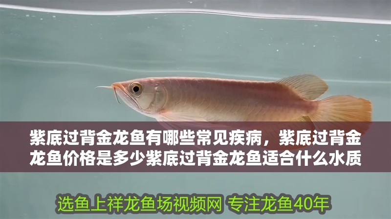紫底過背金龍魚有哪些常見疾病，紫底過背金龍魚價格是多少紫底過背金龍魚適合什么水質 紫底過背金龍魚有哪些常見疾病，紫底過背金龍魚價格是多少紫底過背金龍魚適合什么水質 龍魚百科