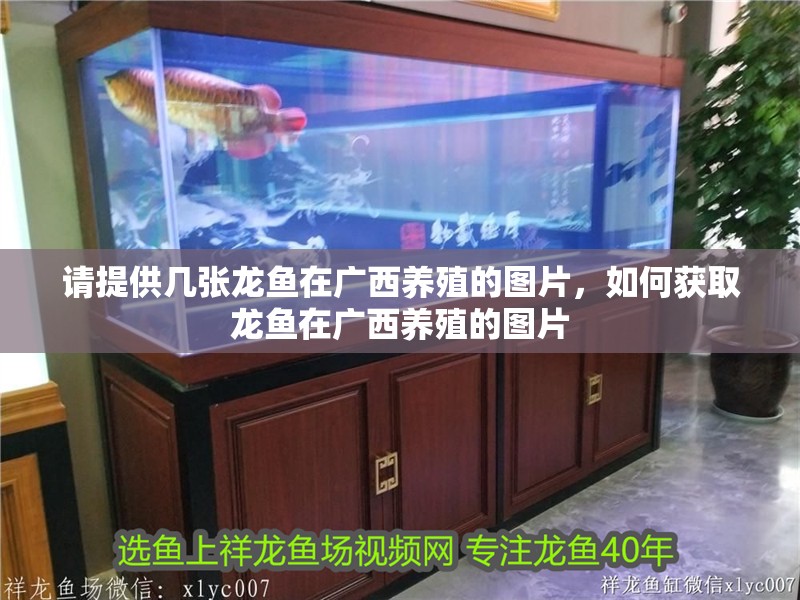 請提供幾張龍魚在廣西養殖的圖片，如何獲取龍魚在廣西養殖的圖片