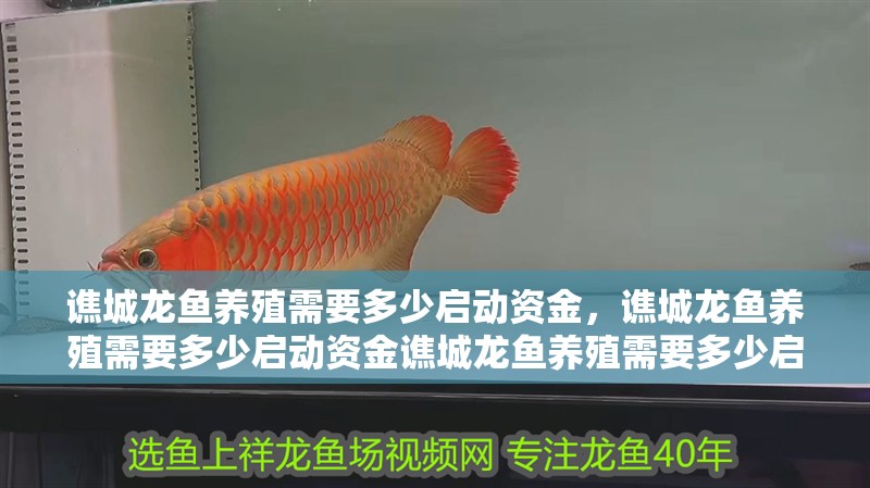 譙城龍魚養(yǎng)殖需要多少啟動資金，譙城龍魚養(yǎng)殖需要多少啟動資金譙城龍魚養(yǎng)殖需要多少啟動資金
