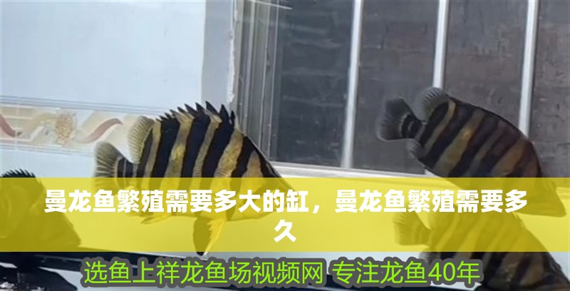 曼龍魚繁殖需要多大的缸，曼龍魚繁殖需要多久
