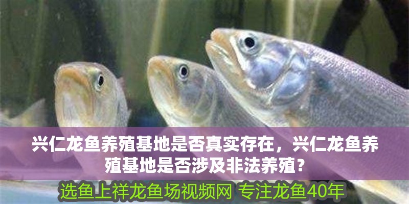興仁龍魚養殖基地是否真實存在，興仁龍魚養殖基地是否涉及非法養殖？ 興仁龍魚養殖基地是否真實存在，興仁龍魚養殖基地是否涉及非法養殖？ 龍魚百科