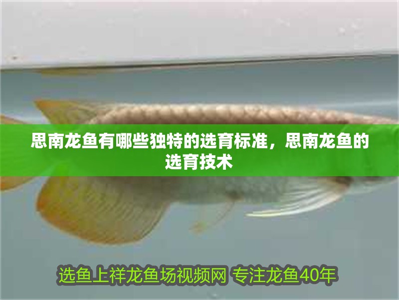 思南龍魚(yú)有哪些獨(dú)特的選育標(biāo)準(zhǔn)，思南龍魚(yú)的選育技術(shù)