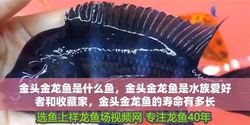 金頭金龍魚是什么魚，金頭金龍魚是水族愛好者和收藏家，金頭金龍魚的壽命有多長