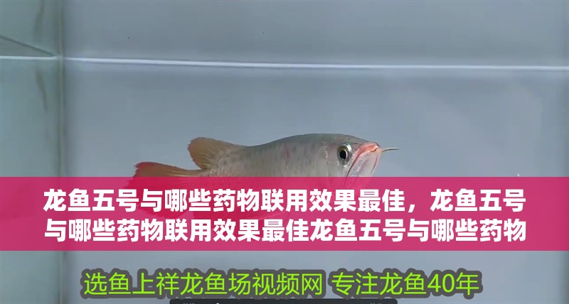 龍魚(yú)五號(hào)與哪些藥物聯(lián)用效果最佳，龍魚(yú)五號(hào)與哪些藥物聯(lián)用效果最佳龍魚(yú)五號(hào)與哪些藥物聯(lián)用效果最佳