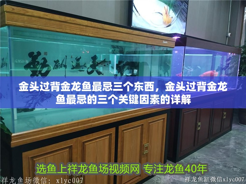 金頭過背金龍魚最忌三個東西，金頭過背金龍魚最忌的三個關(guān)鍵因素的詳解