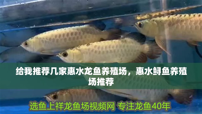 給我推薦幾家惠水龍魚養殖場，惠水鱘魚養殖場推薦