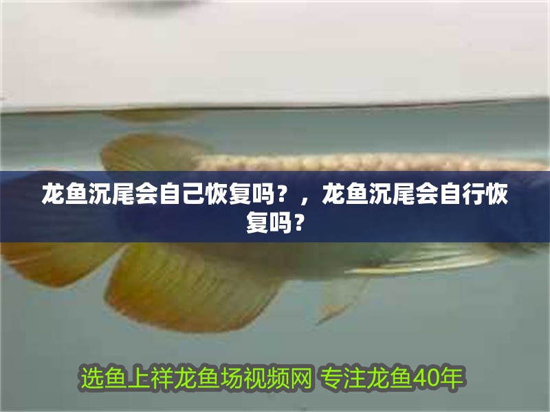 龍魚沉尾會自己恢復嗎？，龍魚沉尾會自行恢復嗎？