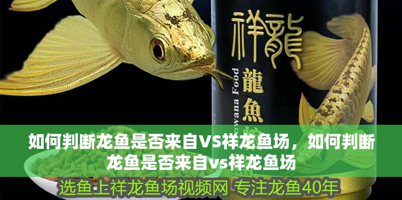 如何判斷龍魚是否來自VS祥龍魚場，如何判斷龍魚是否來自vs祥龍魚場