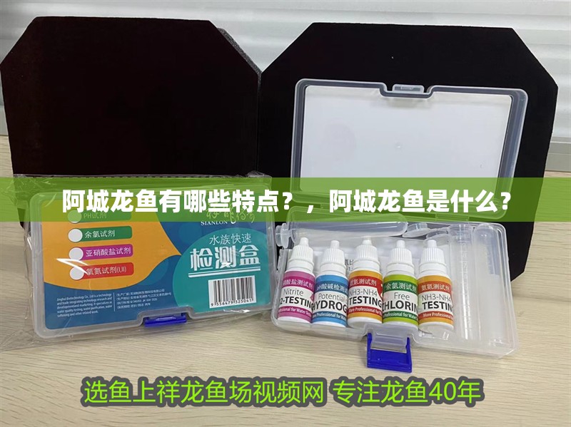 阿城龍魚有哪些特點？，阿城龍魚是什么？