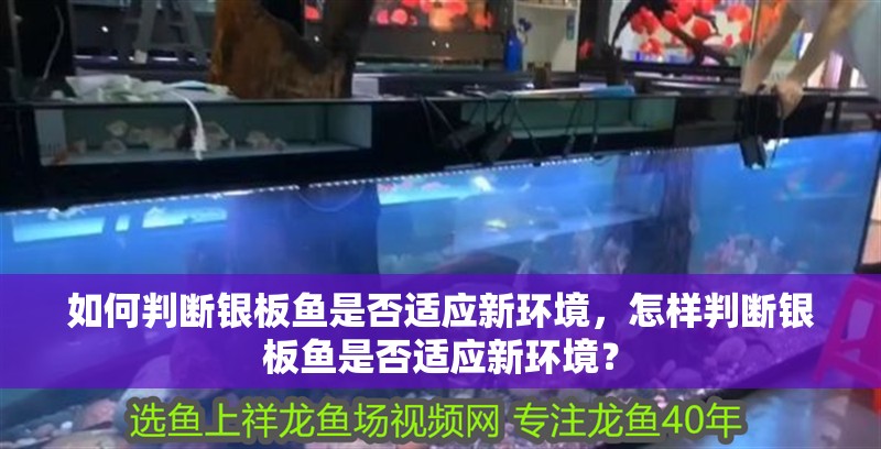 如何判斷銀板魚(yú)是否適應(yīng)新環(huán)境，怎樣判斷銀板魚(yú)是否適應(yīng)新環(huán)境？ 如何判斷銀板魚(yú)是否適應(yīng)新環(huán)境，怎樣判斷銀板魚(yú)是否適應(yīng)新環(huán)境？ 龍魚(yú)百科