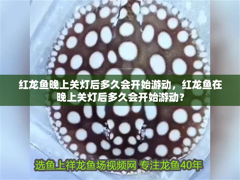 紅龍魚晚上關燈后多久會開始游動，紅龍魚在晚上關燈后多久會開始游動？